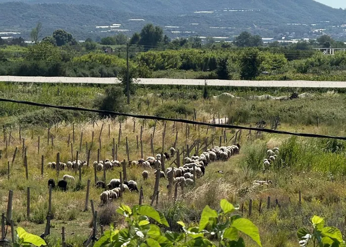 Enlightened Escape *